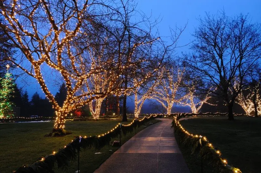 Tree trunks and branches wrapped in warm white mini LED lights along a path near Bellevue, WA
