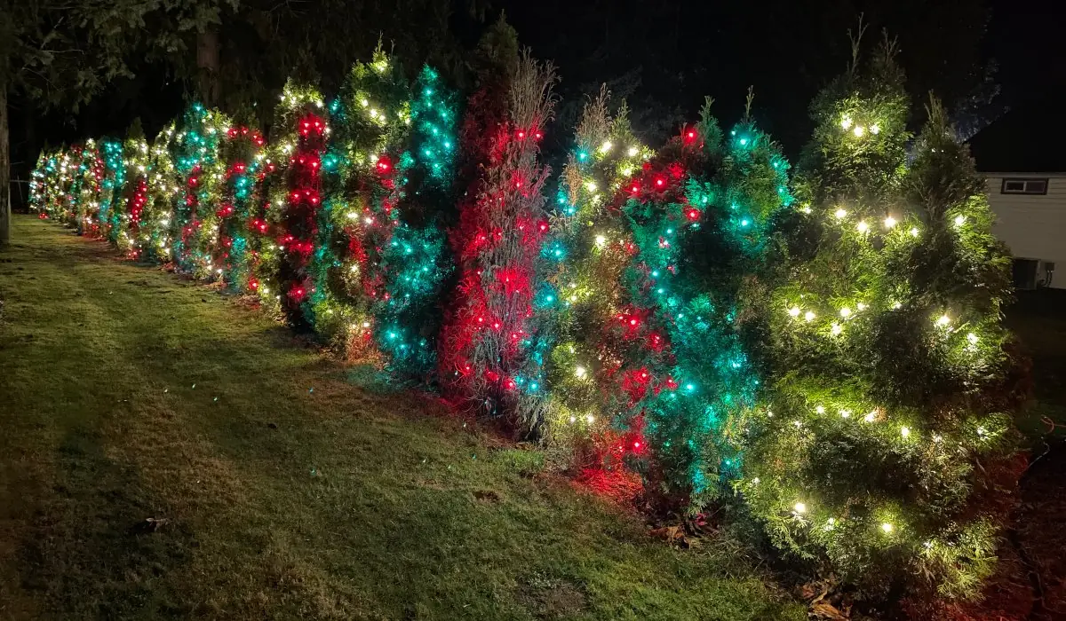 Row of evergreens wrapped in red and green LED lights at night near Bellevue, WA